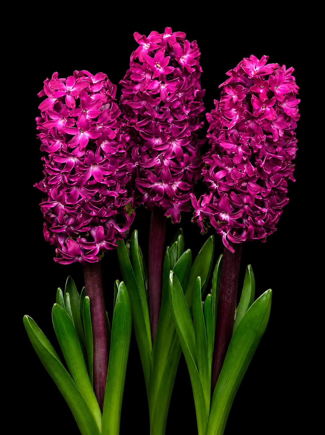 Hyacinthus Woodstock hüatsindi sibulad