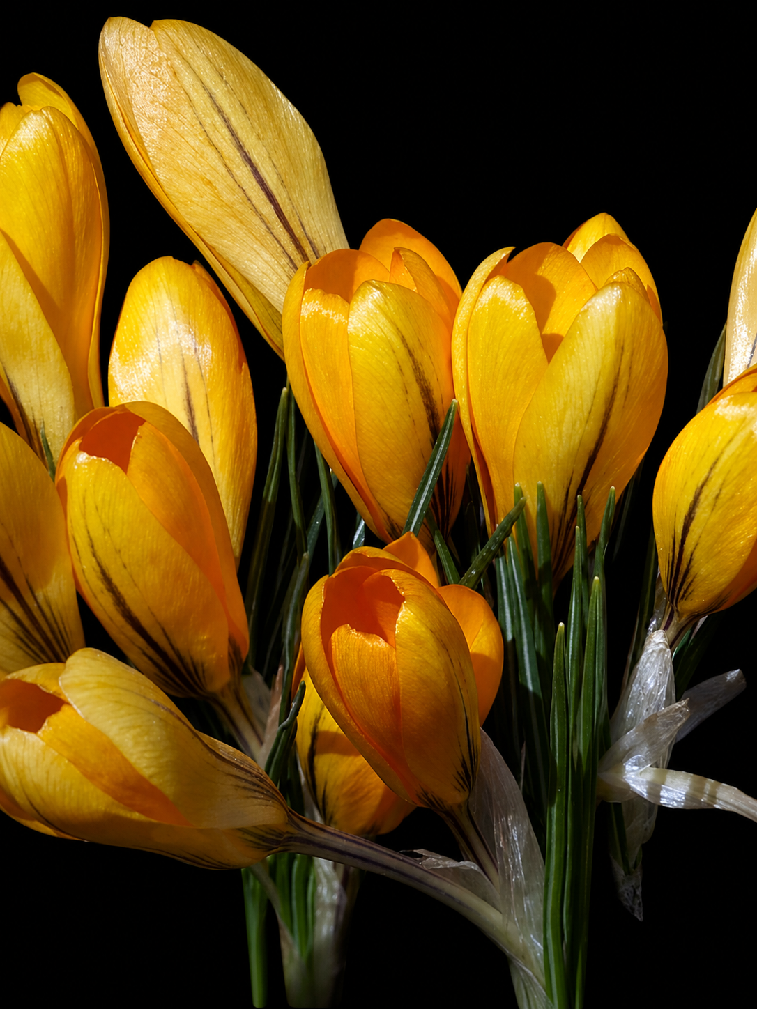 Crocus 'Golden Yellow'