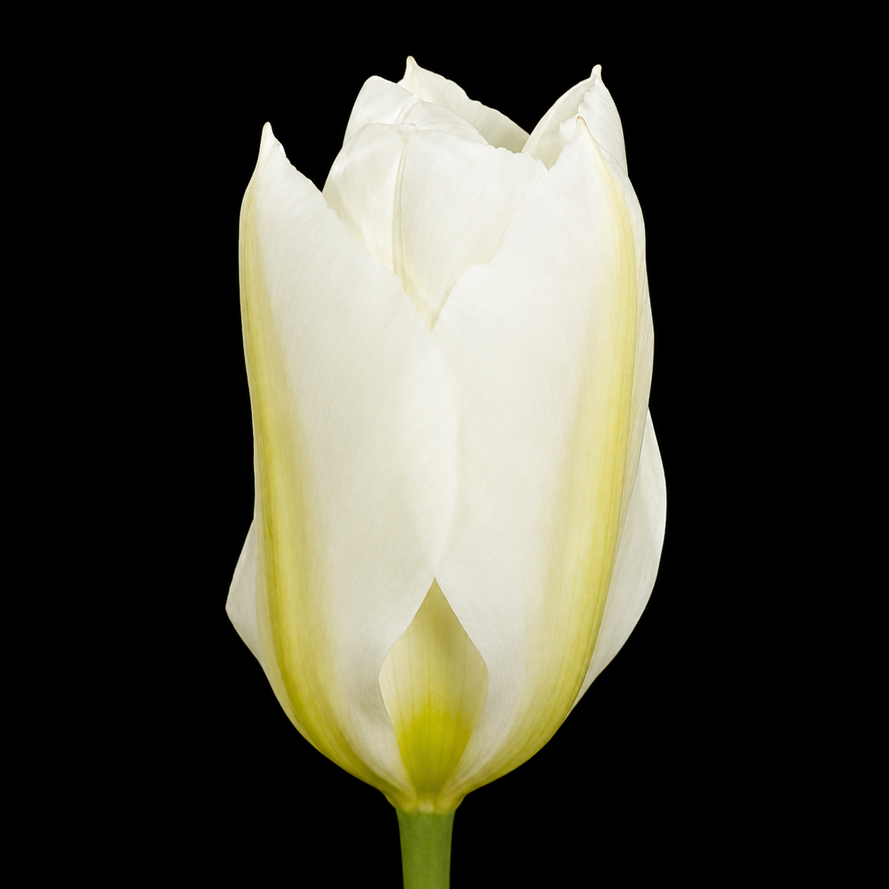 Purissima
