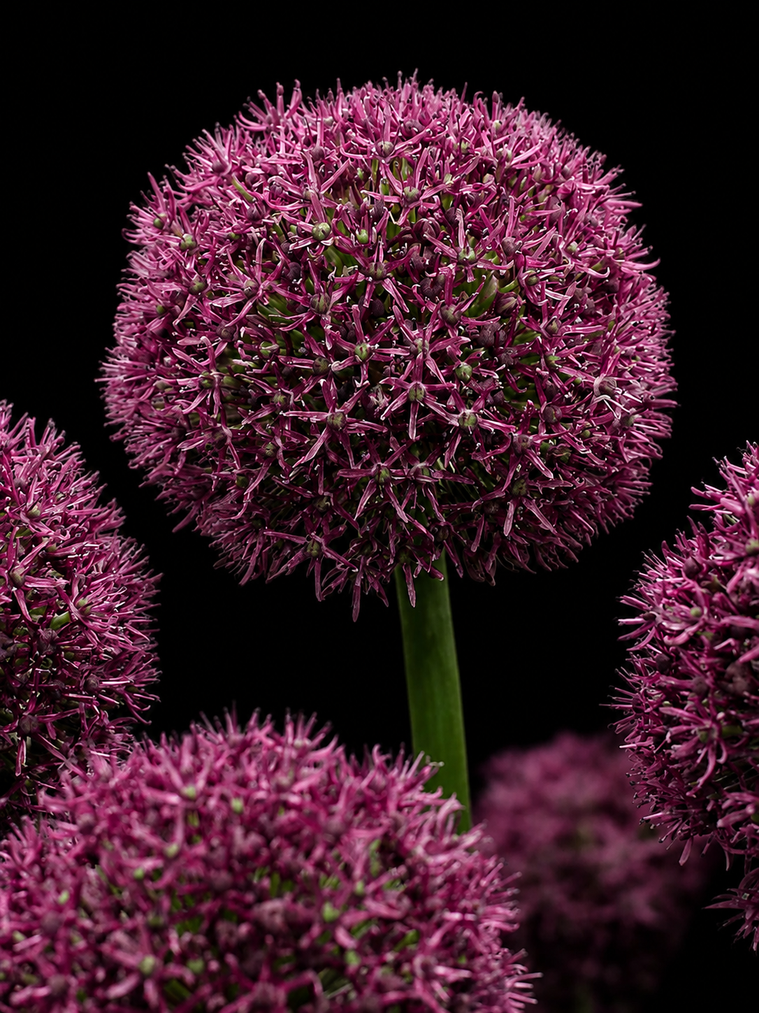 Allium Ostara laukude sibulad