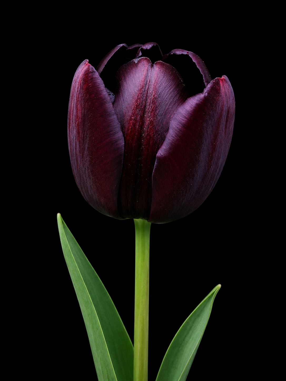 Queen of Night