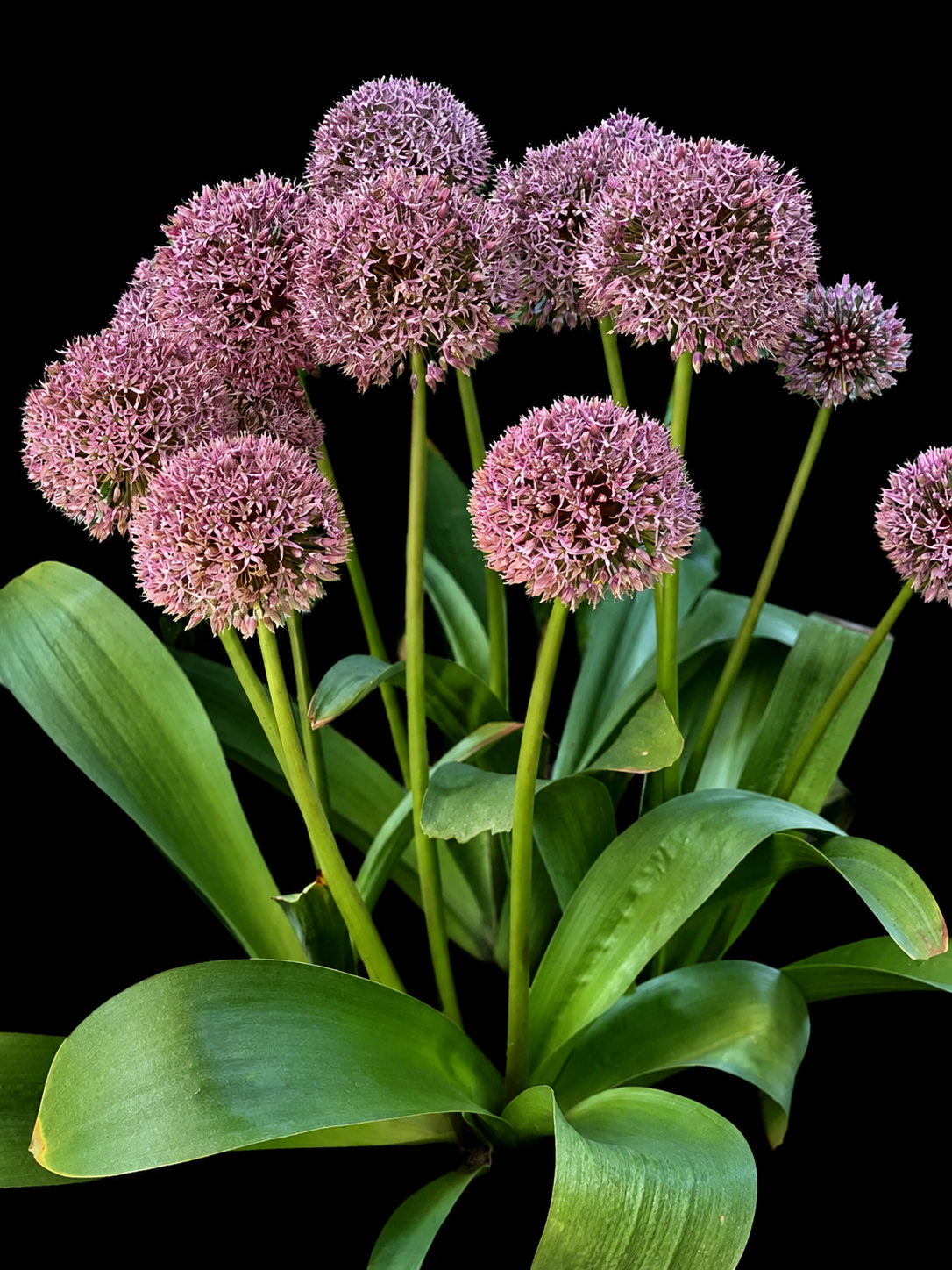 Allium Lucky Balloons laukude sibulad