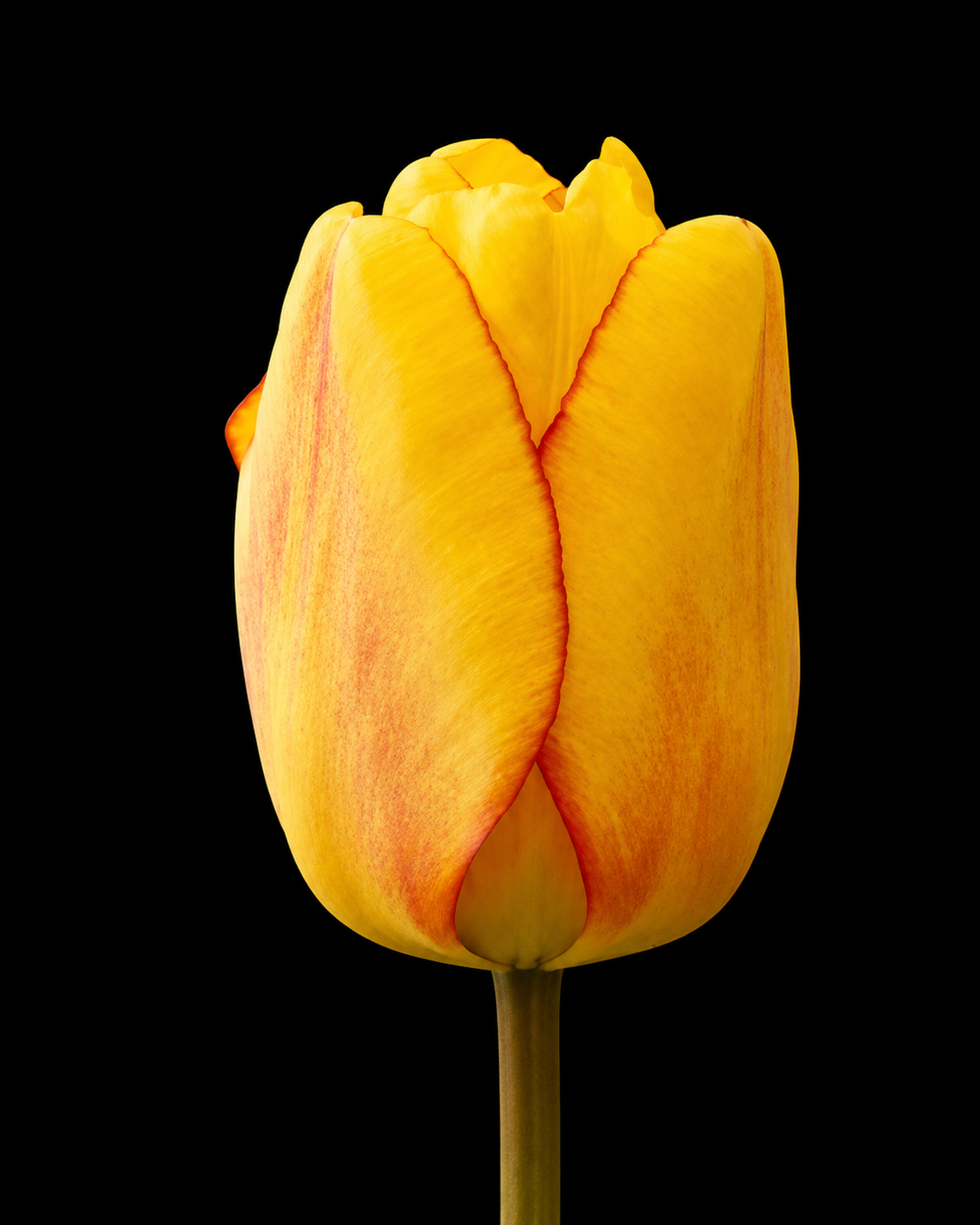 Blushing Apeldoorn — Darvina hibrīds