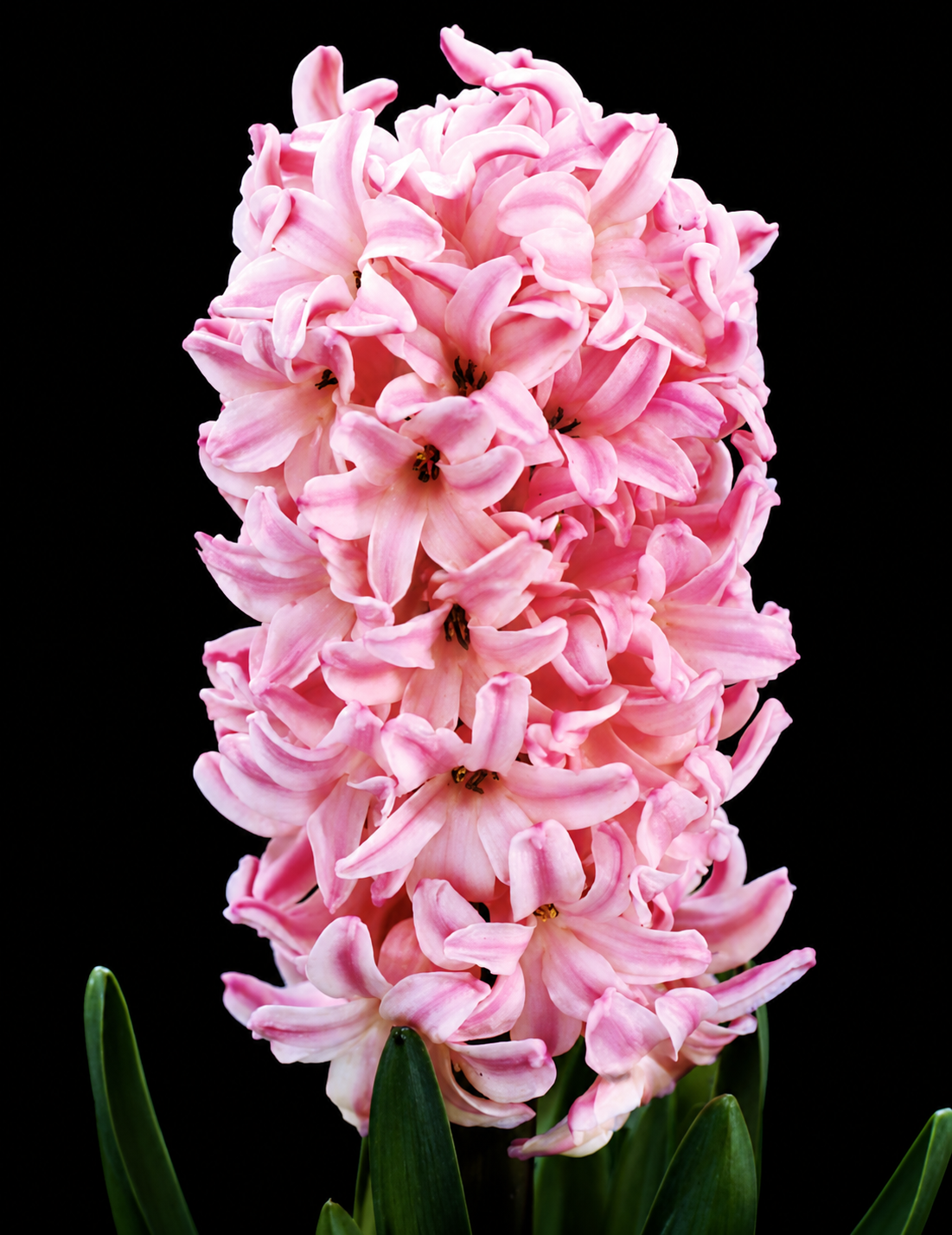 Hyacinthus Fondant hüatsindi sibulad
