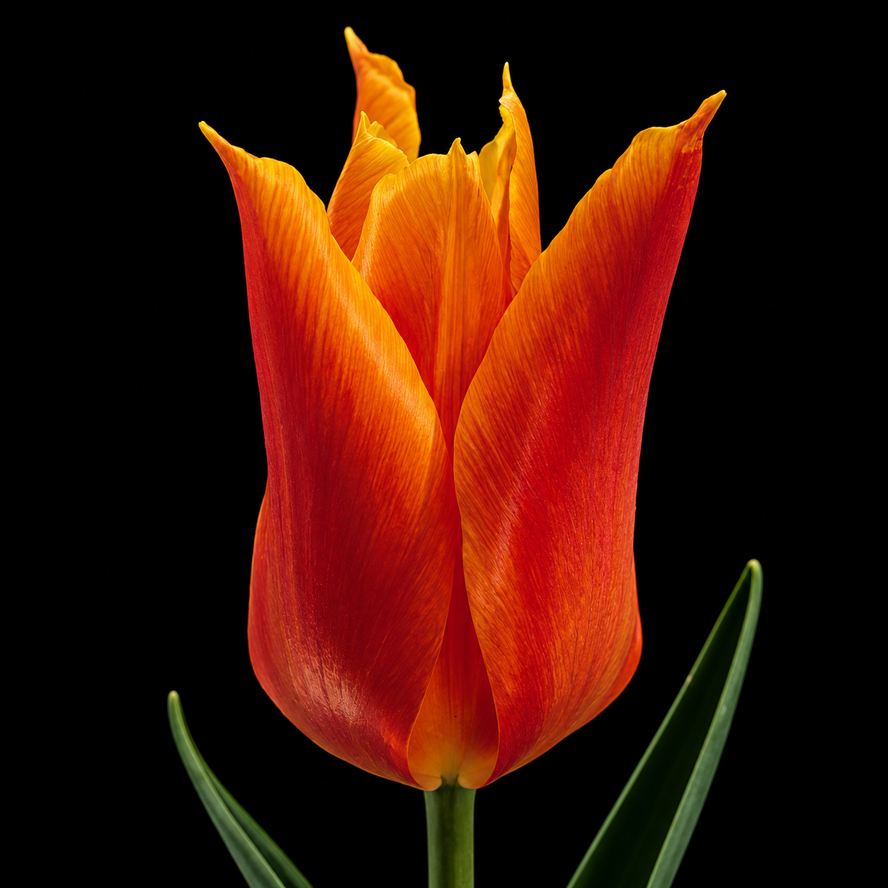 Ballerina — Lilijziedu