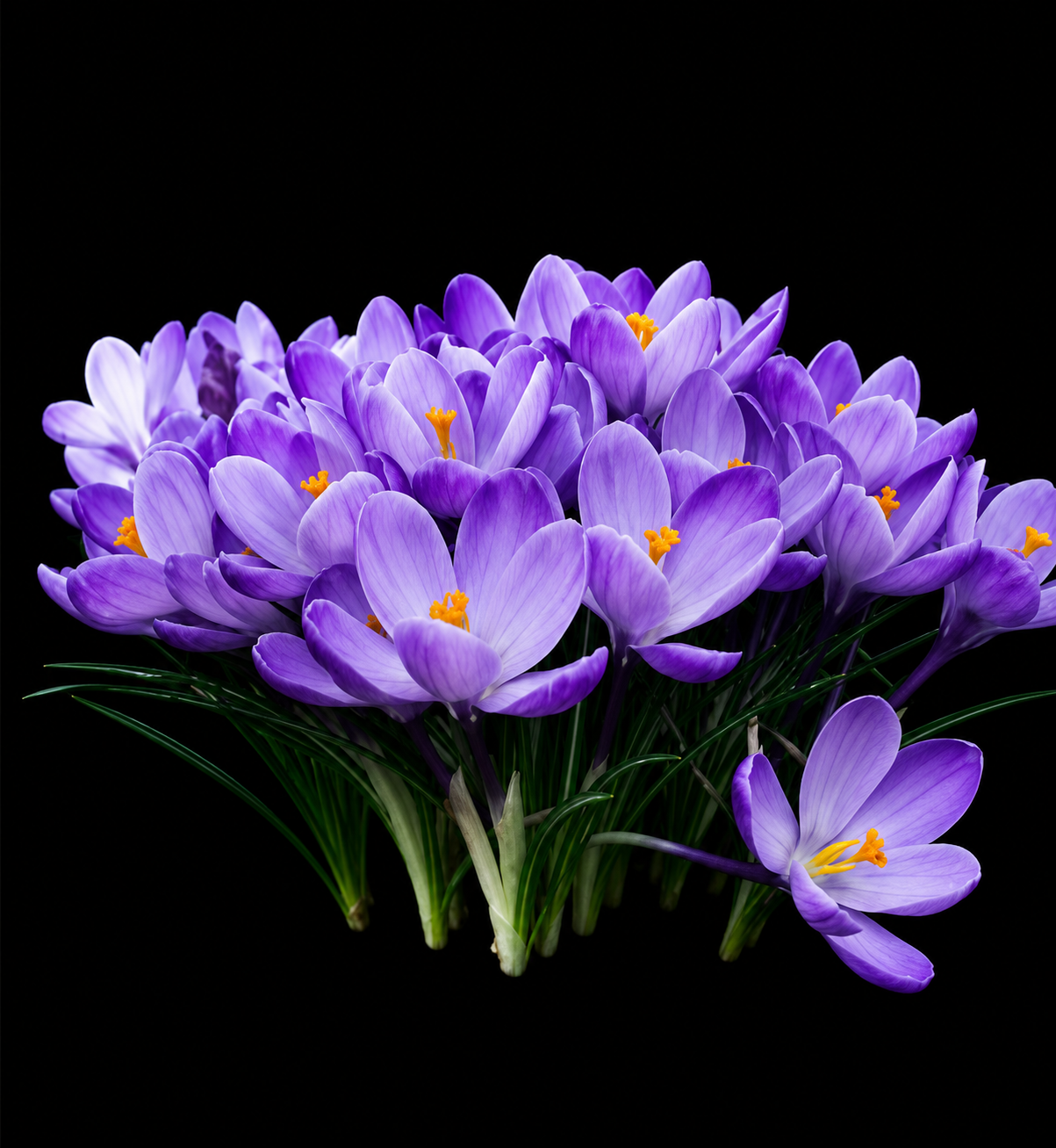 Crocus Grand Maitre krookuste sibulad