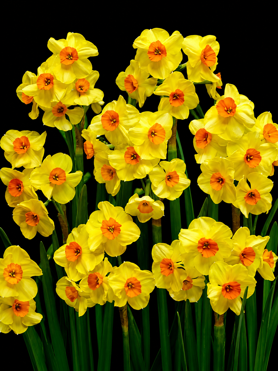 Narcissus Cornish Dawn nartsissi sibulad