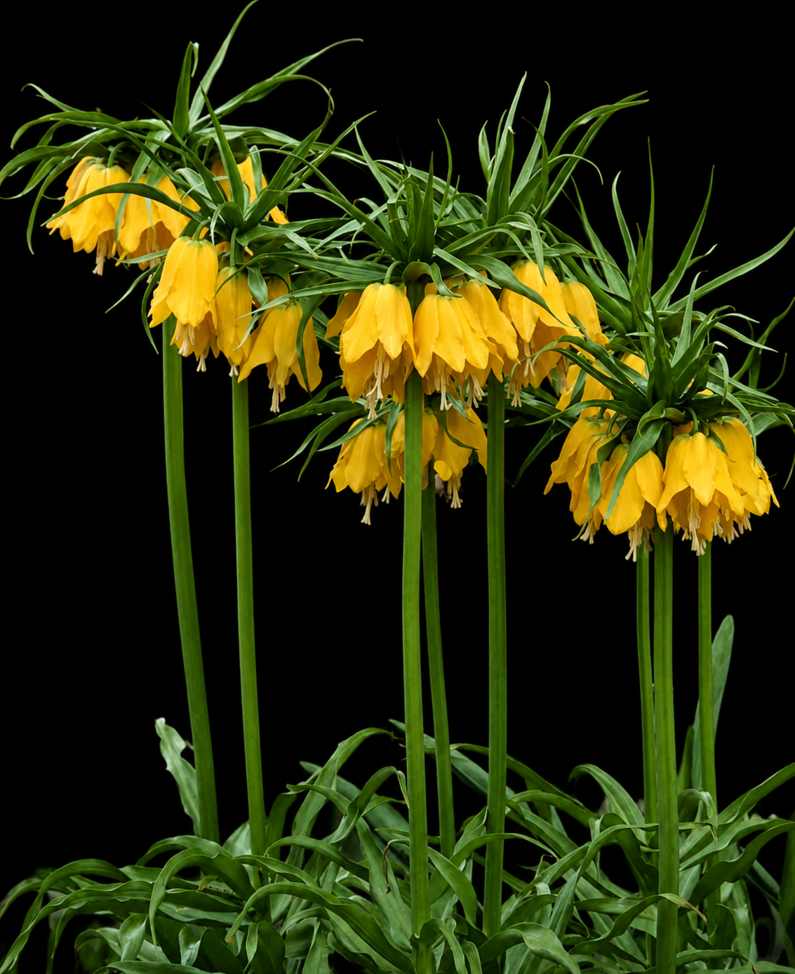 Fritillaria Imperialis Maxima Lutea püvilille sibulad