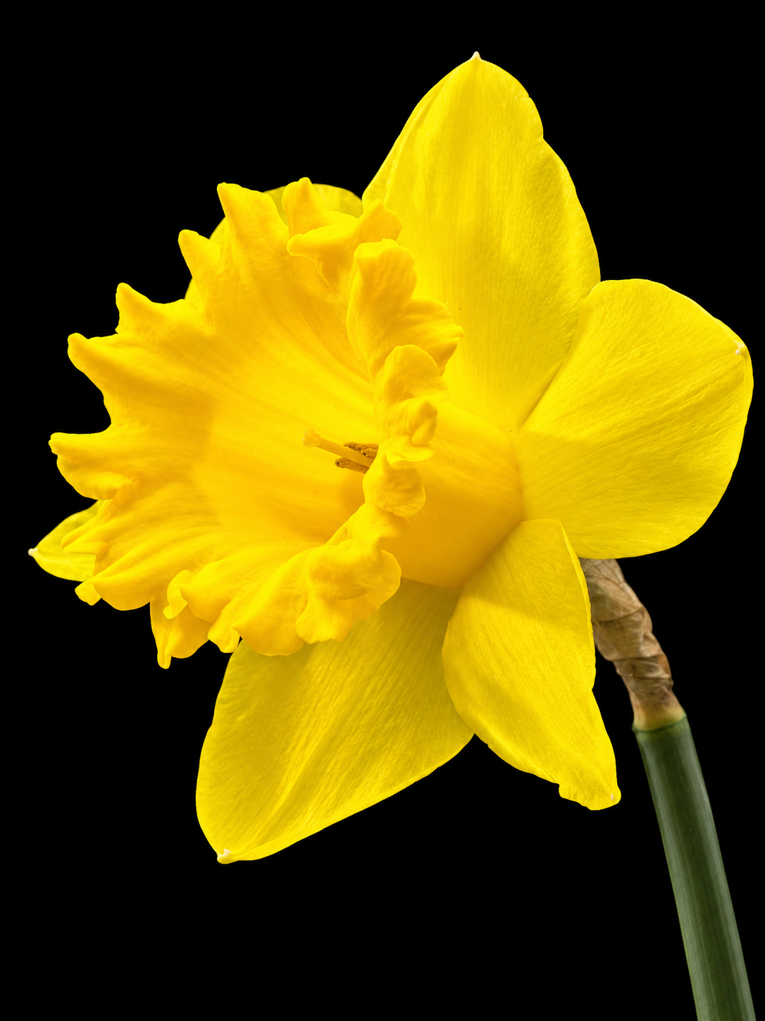 Narcissus Dutch Master nartsissi sibulad