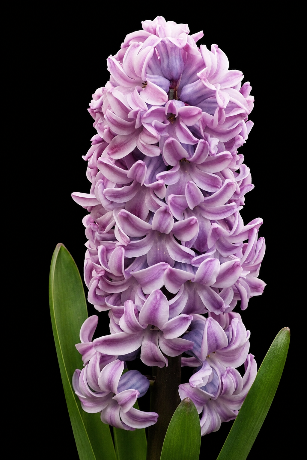 Hyacinthus Splendid Cornelia hüatsindi sibulad
