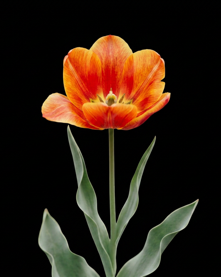 Darwin Hybrid Mixed — Darvina hibrīds