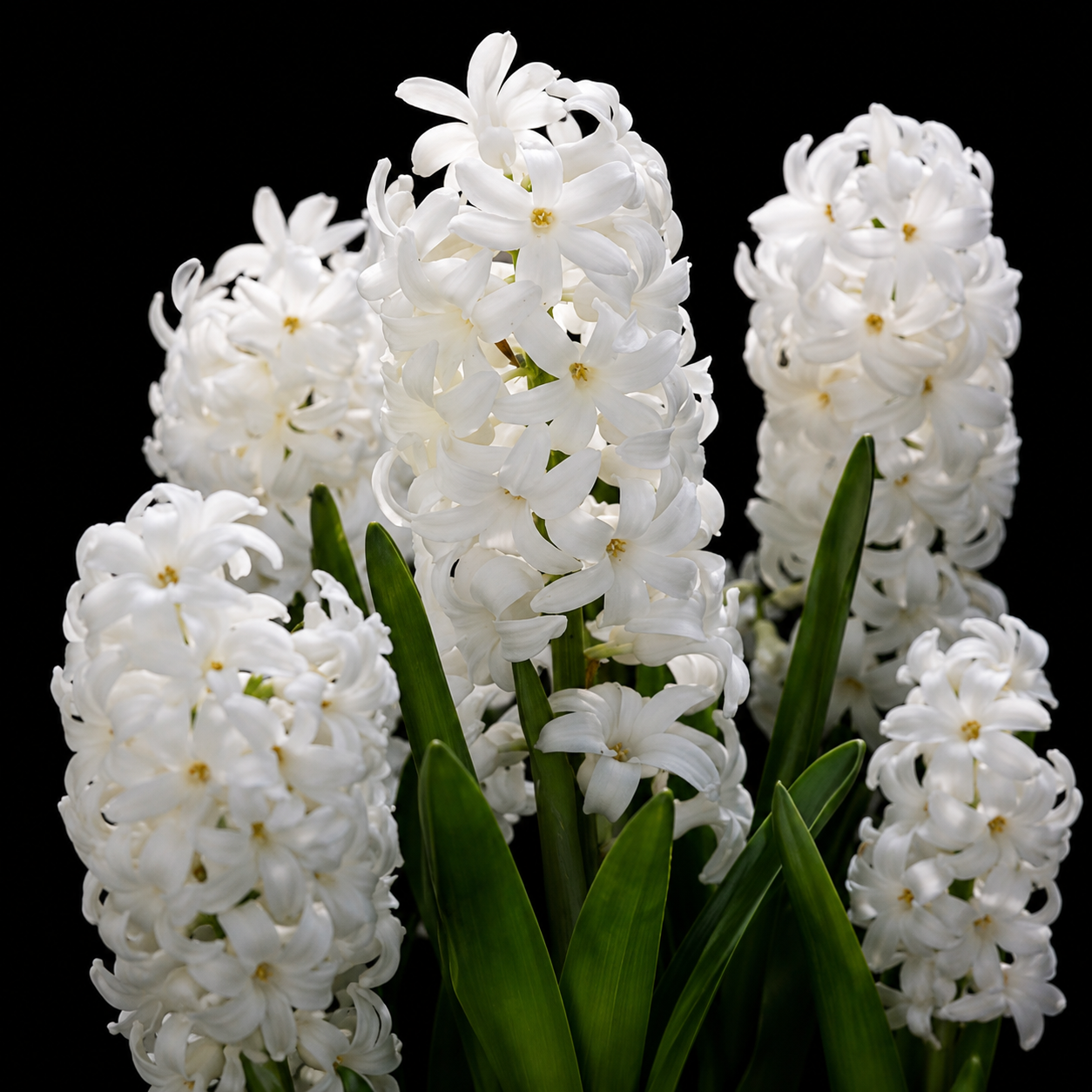 Hyacinthus Carnegie hüatsindi sibulad