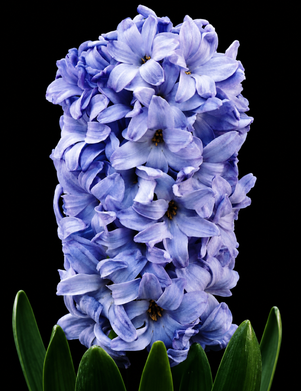 Hiacinte 'Delft Blue'